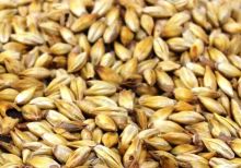 For amber beer, wheat beer, Alt, ale, dark beer and all reddish beer styles.

Rate

Up to 100 % of the grain bill.