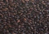 Unmalted barley kernels that have been toasted in an oven until almost black. Contributes the majority of the flavour and the characteristic dark-brown colour; undertones of chocolate and coffee that are characteristic of Stouts, Porters and other Dark beers.

Can make up to 10% of the grain bill.

(EBC 1100 - 1200)