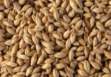 A fully modified, high extract, low protein base malt with sufficient enzymes to support the inclusion of even the most demanding specialty malts without extending the brewing cycle.